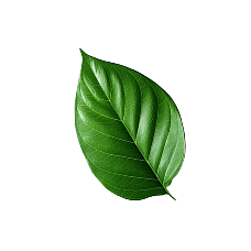 Leaf 1