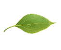 Leaf 2