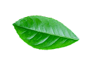 Leaf 3